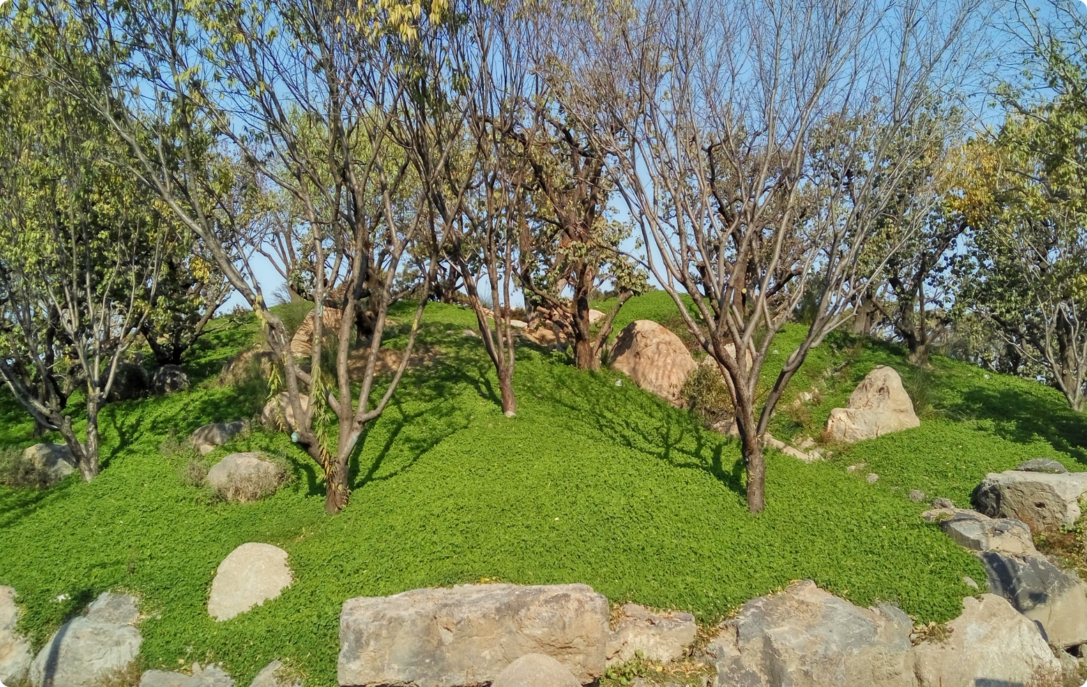 迷你白三叶 MICROCLOVER